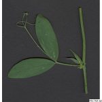 Hrachor hlíznatý, Lathyrus tuberosus, rostlina, květenství