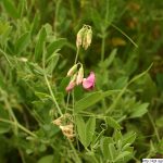 Hrachor hlíznatý, Lathyrus tuberosus, rostlina, květenství