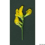 Hrachor luční, Lathyrus pratensis, rostlina, květenství