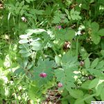 Hrachor černý, Lathyrus niger, rostlina, květenství