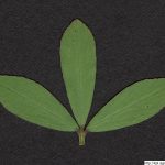 Jetel alexandrijský, Trifolium alexandrinum, rostlina, květenství
