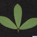 Jetel alexandrijský, Trifolium alexandrinum, rostlina, květenství