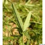 Jetel alpínský, Trifolium alpestre, rostlina, květenství