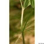 Jetel alpínský, Trifolium alpestre, rostlina, květenství