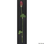 Jetel inkarnát, Trifolium incarnatum, rostlina, květenství