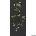 Jetel ladní, Trifolium campestre, rostlina, květenství