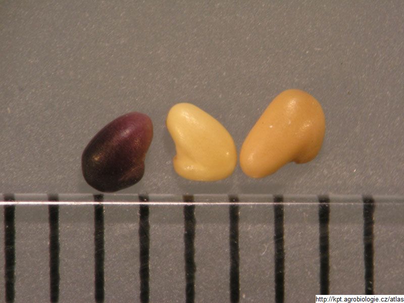 Lucni Semeno