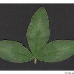 Jetel luční, Trifolium pratense, rostlina, květenství