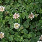 Jetel plazivý, Trifolium repens, rostlina, květenství