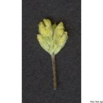 Jetel pochybný, Trifolium dubium, rostlina, květenství