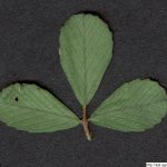 Jetel pochybný, Trifolium dubium, rostlina, květenství