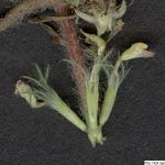 Jetel podzemní, Trifolium subterraneum, rostlina, květenství