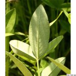 Jetel prostřední, Trifolium medium, rostlina, květenství