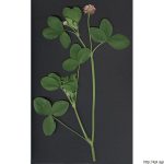 Jetel zvrhlý, Trifolium hybridum, rostlina, květenství