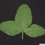 Jetel zvrhlý, Trifolium hybridum, rostlina, květenství