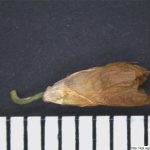 Jetel zvrhlý, Trifolium hybridum, semeno, lusk