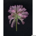 Jetel zvrácený, Trifolium resupinatum, rostlina, květenství