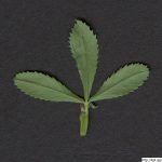Jetel zvrácený, Trifolium resupinatum, rostlina, květenství