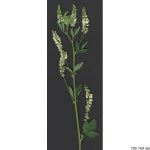 Komonice bílá, Melilotus albus, rostlina, květenství