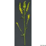 Komonice lékařská, Melilotus officinalis, rostlina, květenství