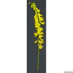 Komonice lékařská, Melilotus officinalis, rostlina, květenství