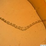 Kostřava rákosovitá, Festuca arundinacea, preparát, mikroskopie