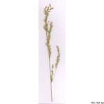 Kostřava rákosovitá, Festuca arundinacea, rostlina, květenství