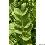 Kozinec sladkolistý, Astragalus glycyphyllos, rostlina, květenství