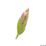 Lipnice roční, Poa annua, rostlina, květenství