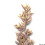 Medyněk vlnatý, Holcus lanatus, rostlina, květenství