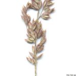 Medyněk vlnatý, Holcus lanatus, rostlina, květenství