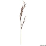Metlice trsnatá, Deschampsia cespitosa, rostlina, květenství
