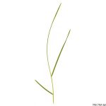 Metlice trsnatá, Deschampsia cespitosa, rostlina, květenství