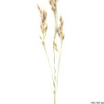 Metlička křivolaká, Avenella flexuosa, rostlina, květenství