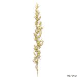 Ovsík vyvýšený, Arrhenatherum elatius, rostlina, květenství