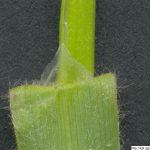 Ovsíř pýřitý, Avenula pubescens, rostlina, květenství