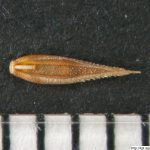 Poháňka hřebenitá, Cynosurus cristatus, obilka, semeno