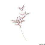 Psineček obecný, Agrostis capillaris, rostlina, květenství