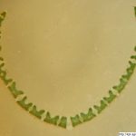 Psineček veliký, Agrostis gigantea, preparát, mikroskopie