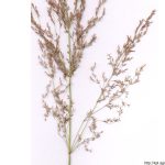 Psineček veliký, Agrostis gigantea, rostlina, květenství