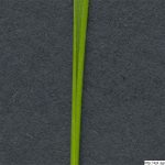 Psineček veliký, Agrostis gigantea, rostlina, květenství