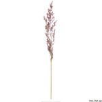 Psineček výběžkatý, Agrostis stolonifera, rostlina, květenství