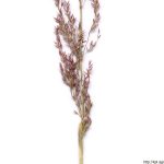 Psineček výběžkatý, Agrostis stolonifera, rostlina, květenství