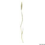 Psárka kolénkatá, Alopecurus geniculatus, rostlina, květenství