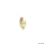 Psárka kolénkatá, Alopecurus geniculatus, rostlina, květenství