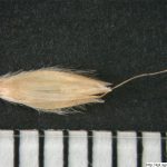 Psárka luční, Alopecurus pratensis, obilka, semeno