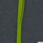 Psárka luční, Alopecurus pratensis, rostlina, květenství