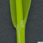 Psárka luční, Alopecurus pratensis, rostlina, květenství