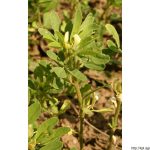 Pískavice řecké seno, Trigonella foenum-graecum, rostlina, květenství