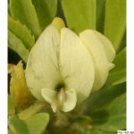Pískavice řecké seno, Trigonella foenum-graecum, rostlina, květenství
